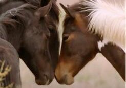 <p><span style="font-size: 20px;">Participated in a special documentary about wild horses and the efforts being made to save them from extinction.</span></p>
<div style="padding:56.25% 0 0 0;position:relative;"><iframe src="https://player.vimeo.com/video/746037325?badge=0&autopause=0&player_id=0&app_id=58479" frameborder="0" allow="autoplay; fullscreen; picture-in-picture; clipboard-write; encrypted-media" style="position:absolute;top:0;left:0;width:80%;height:80%;" title="WILD BEAUTY: Mustang Spirit of the West (Teaser 2022)"></iframe></div><script src="https://player.vimeo.com/api/player.js"></script>